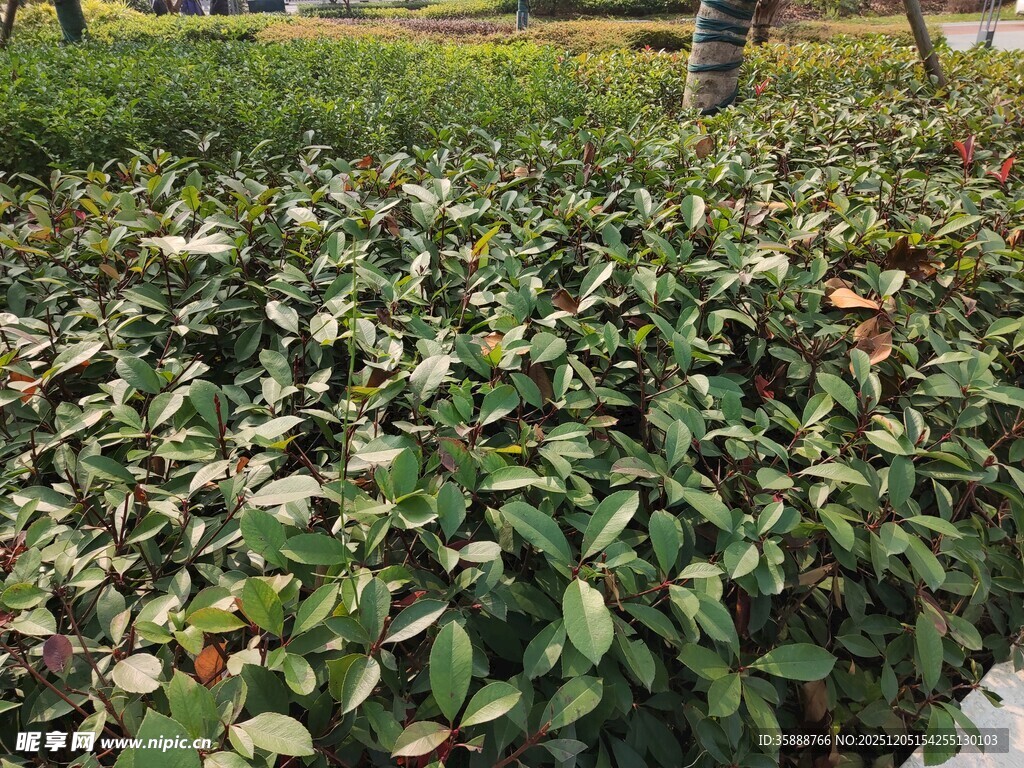 绿叶繁茂的植物景观