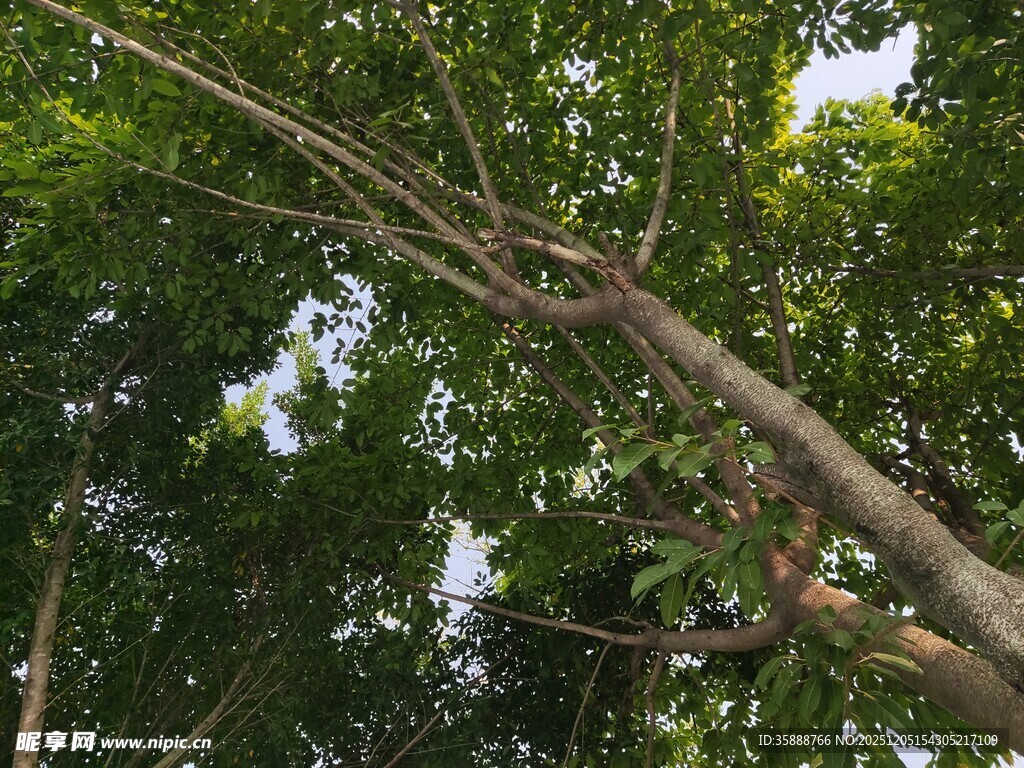 仰视茂密树林中的弯曲树枝