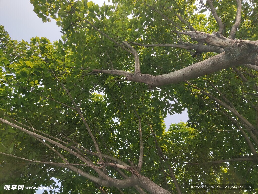 树枝伸展于葱郁绿叶间