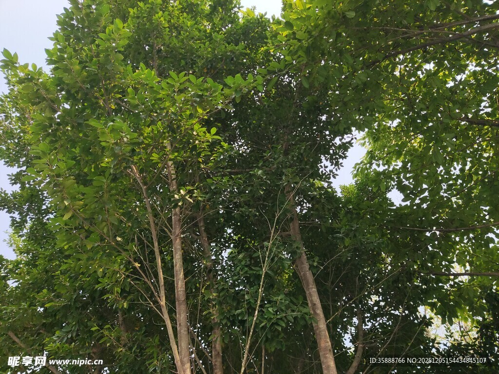 茂密树林中的高大绿树