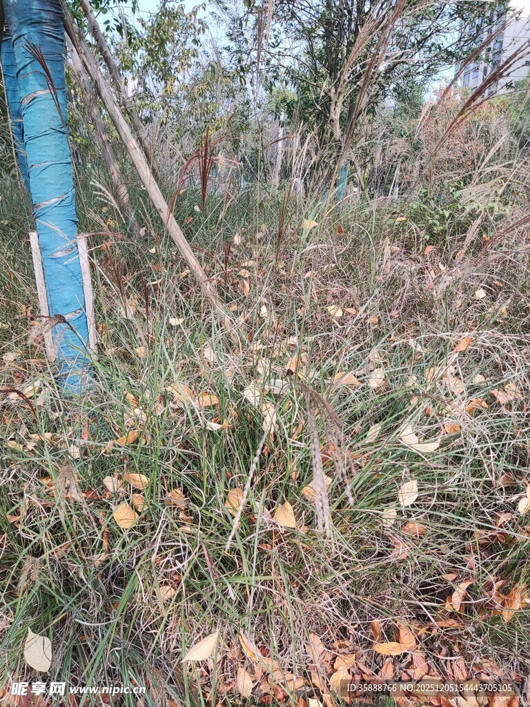 野外杂草丛生景象