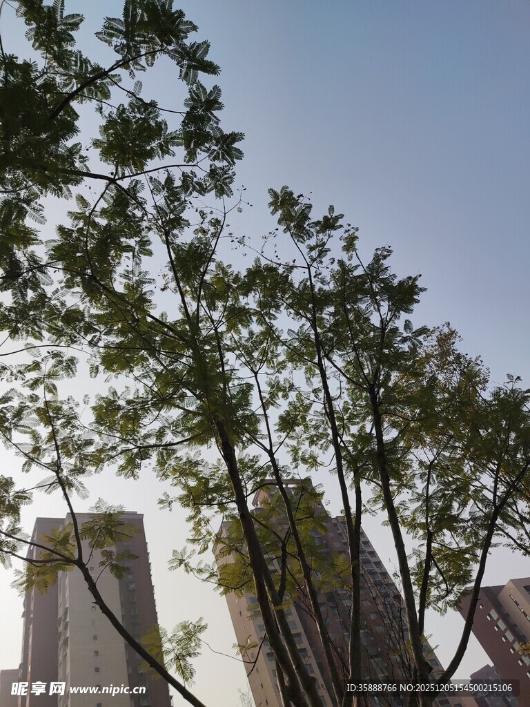 城市间的绿树蓝天