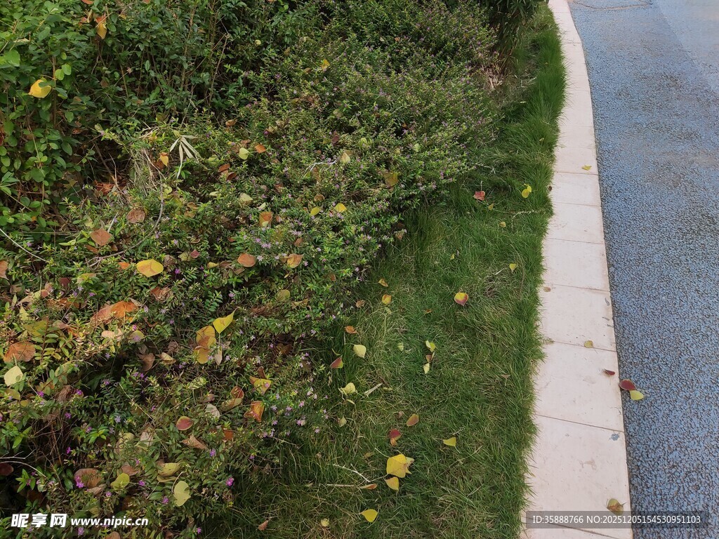 路边绿化带中的翠绿草地