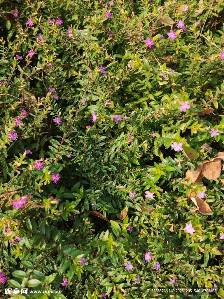 繁茂花丛中的多彩景致