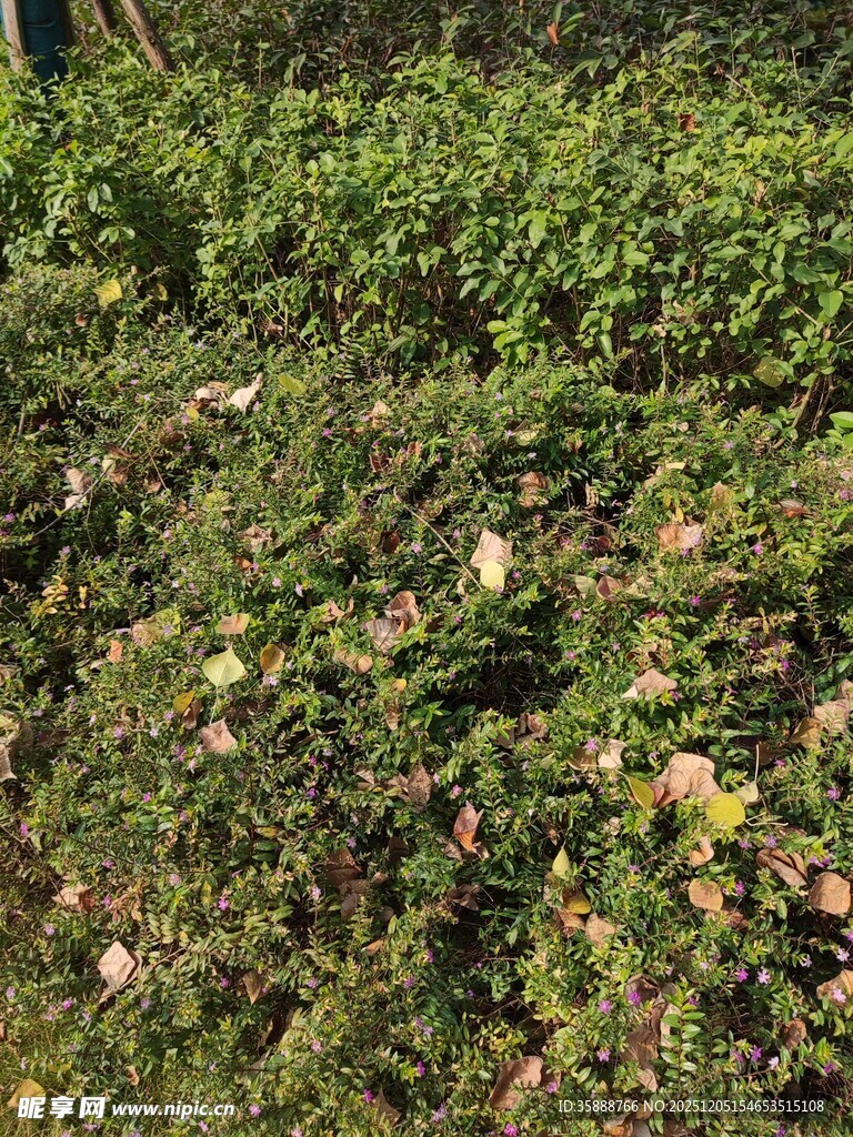 茂密绿植覆盖的地面