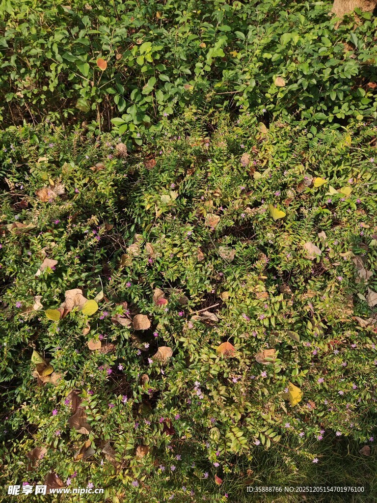 翠绿繁茂的植物景观