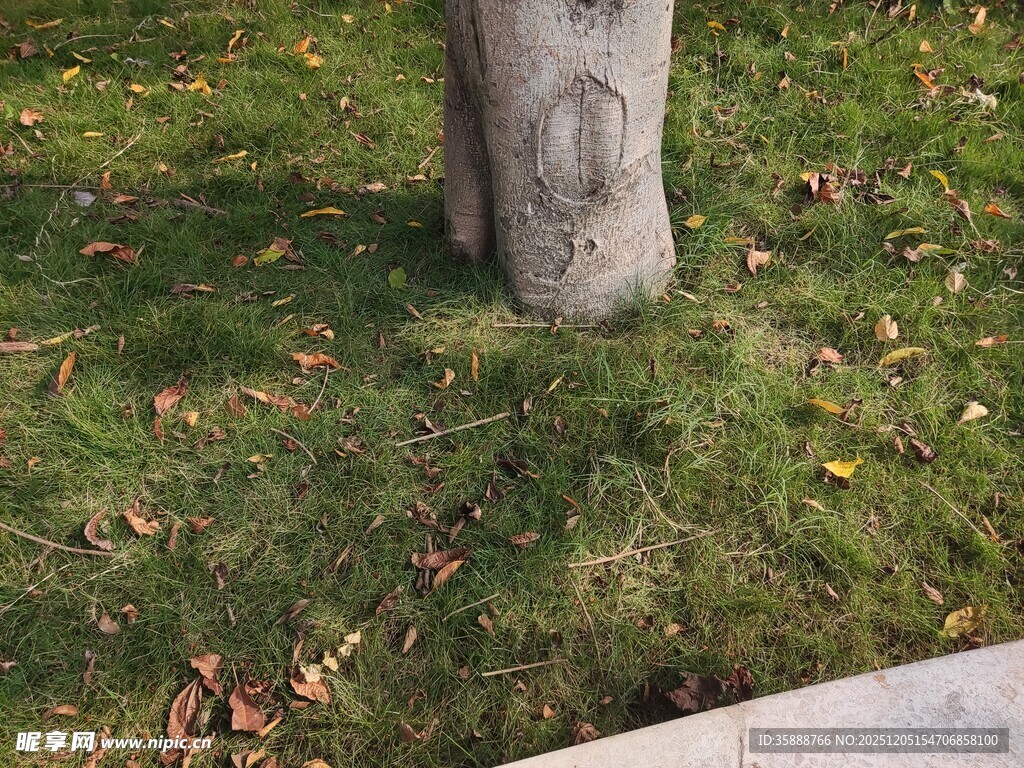 树干下的草地与落叶