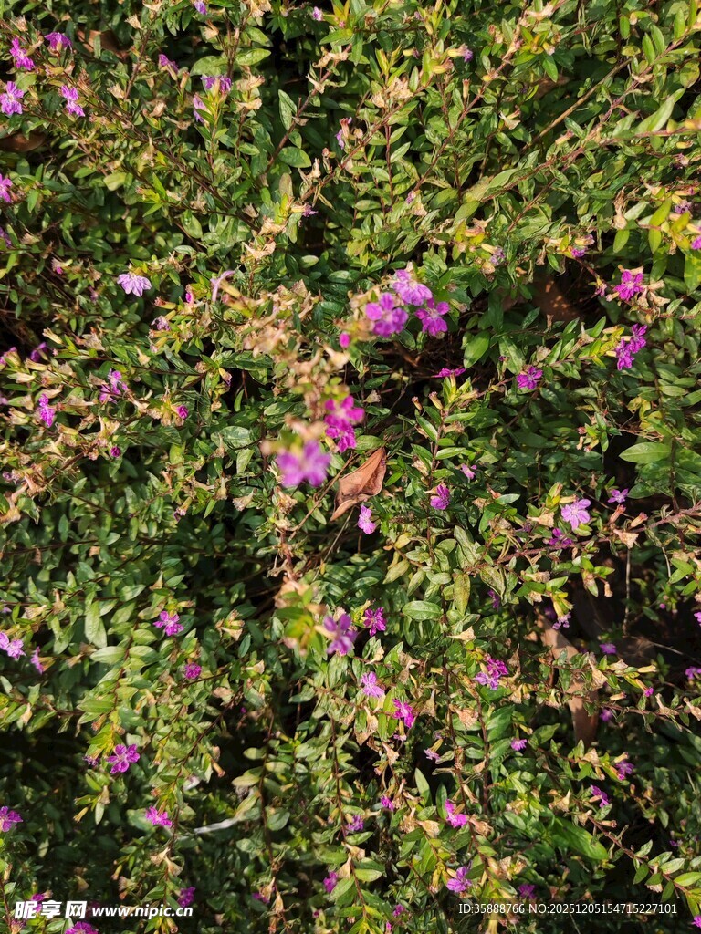 繁茂绿植间的紫色小花