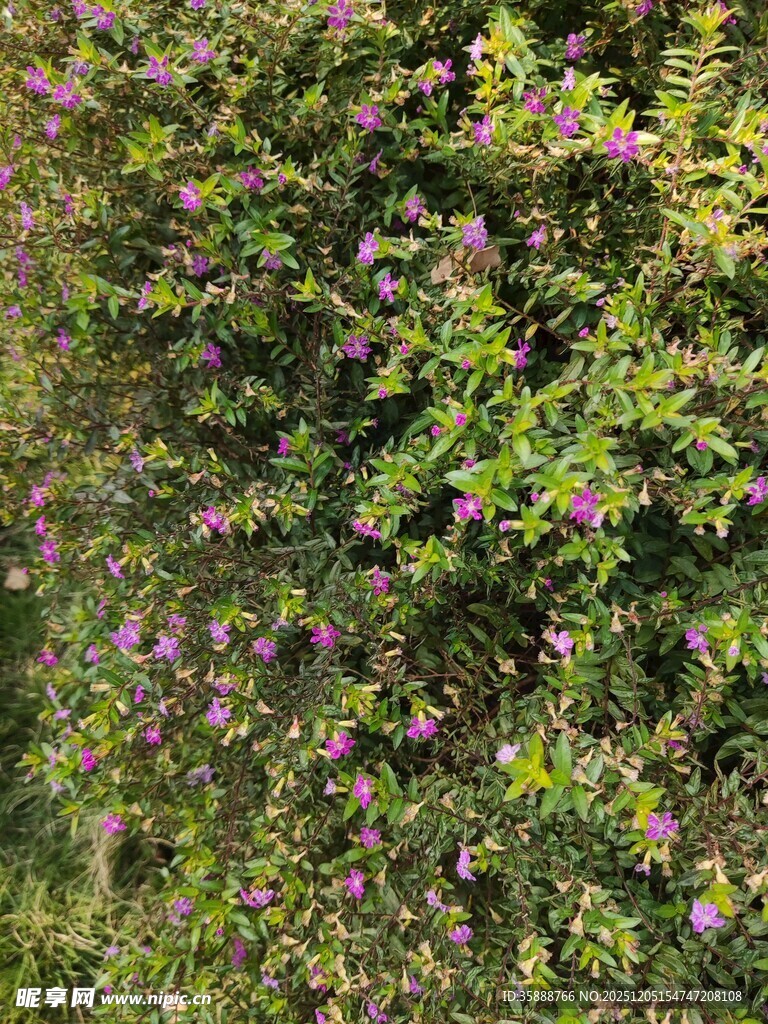 繁茂绿植间点缀着紫花