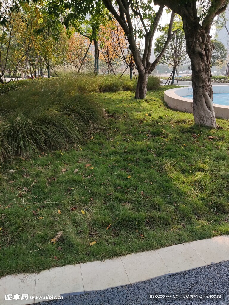 城市公园中的绿意景致