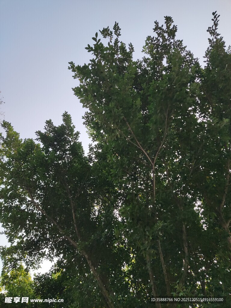 夏日葱郁绿树景观