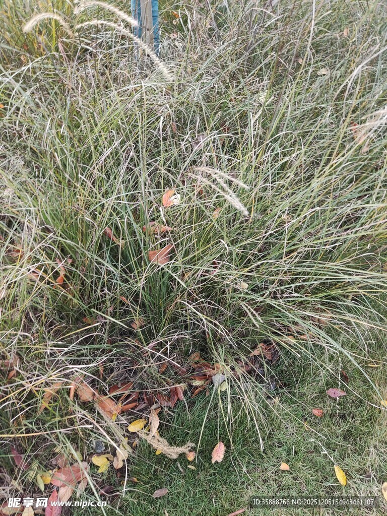 秋日丛生的芒草景观