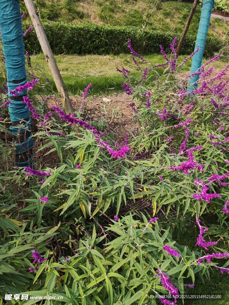 紫色花卉与绿植相映成趣