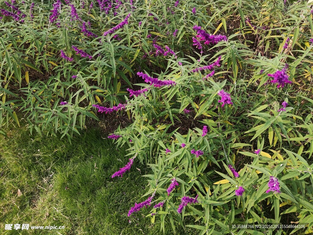 紫色野花绽放于草丛间