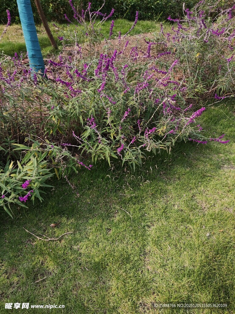 紫色花卉点缀翠绿草地