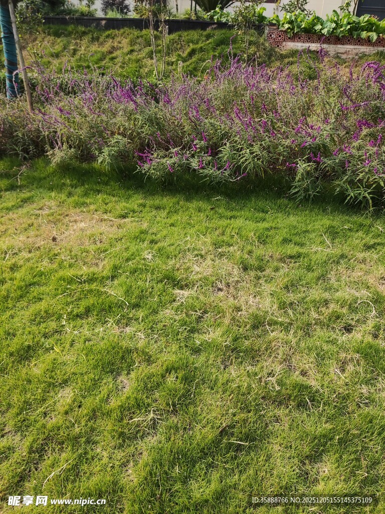 绿草繁花的户外景致