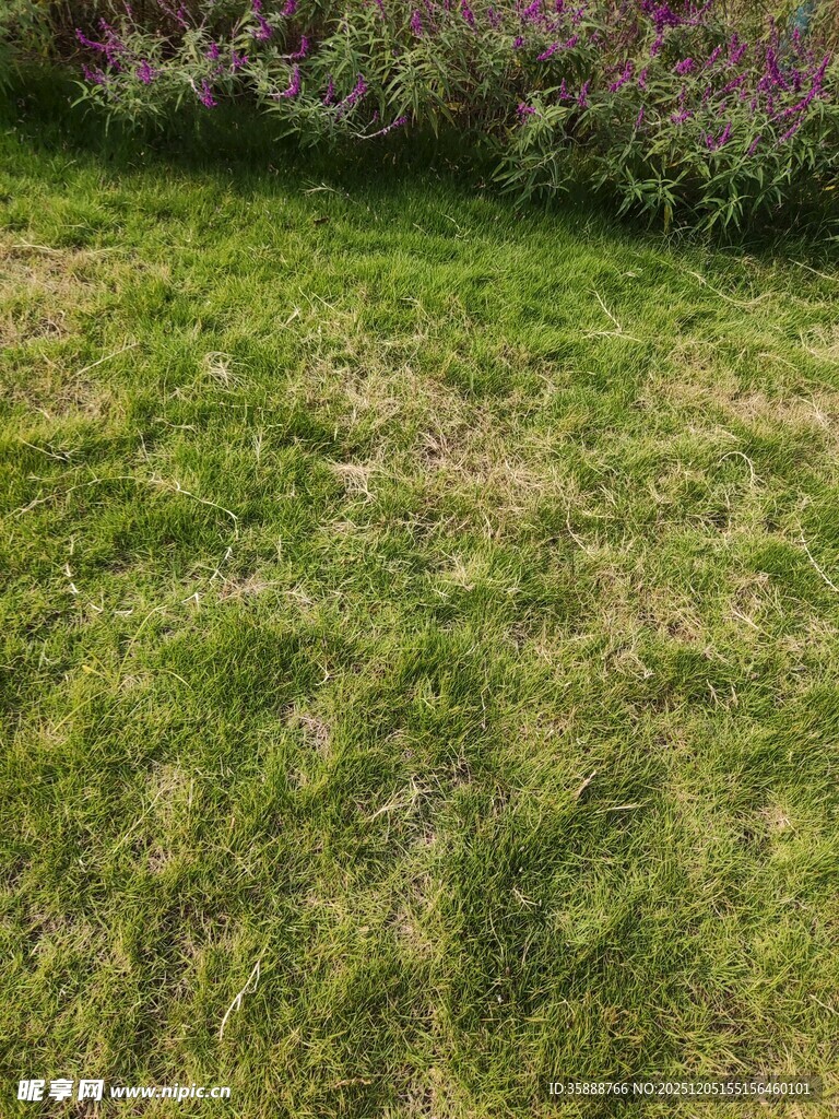 翠绿草坪与紫色花丛