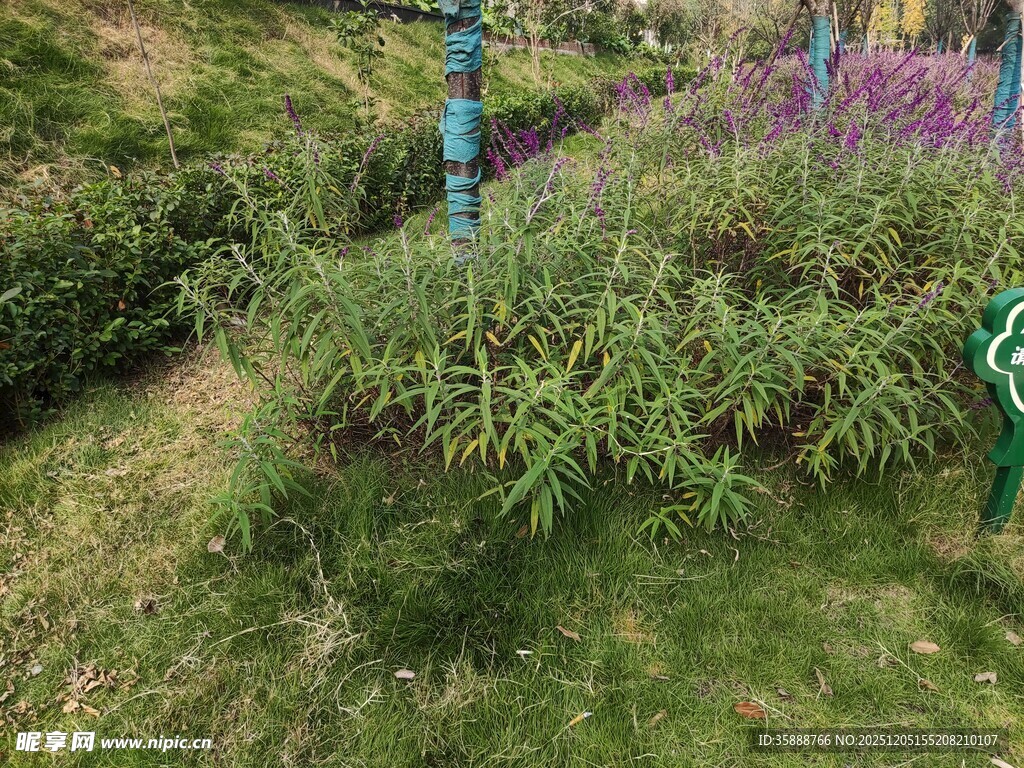 花园中的绿植与花卉景观