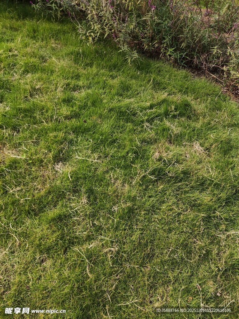 翠绿草地自然清新景致