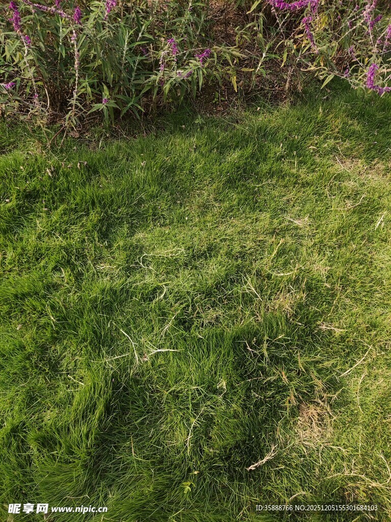 翠绿草坪与缤纷花卉