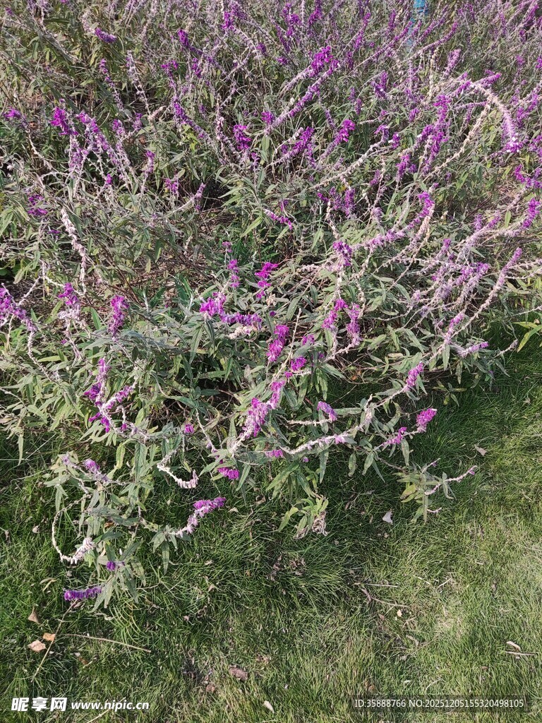 紫色繁花绽放于草丛间