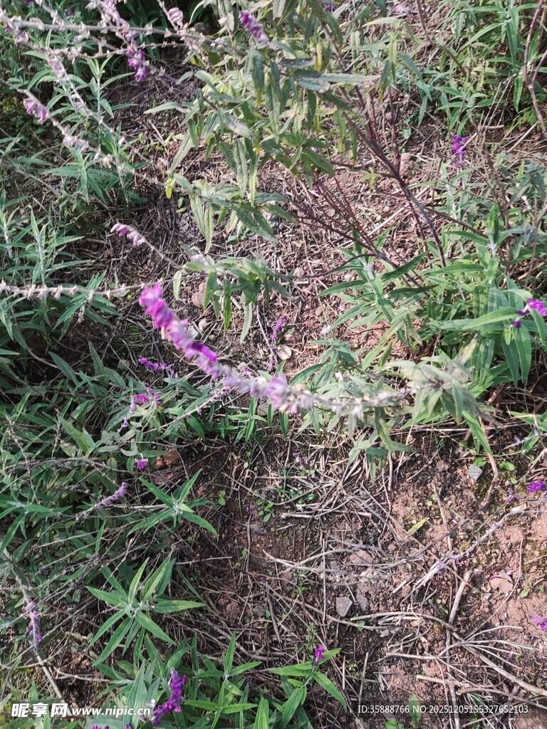 野外紫色小花植物特写