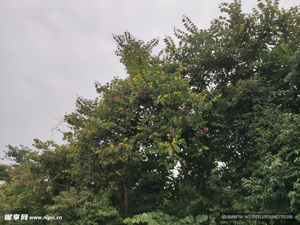 茂密绿树枝叶繁茂