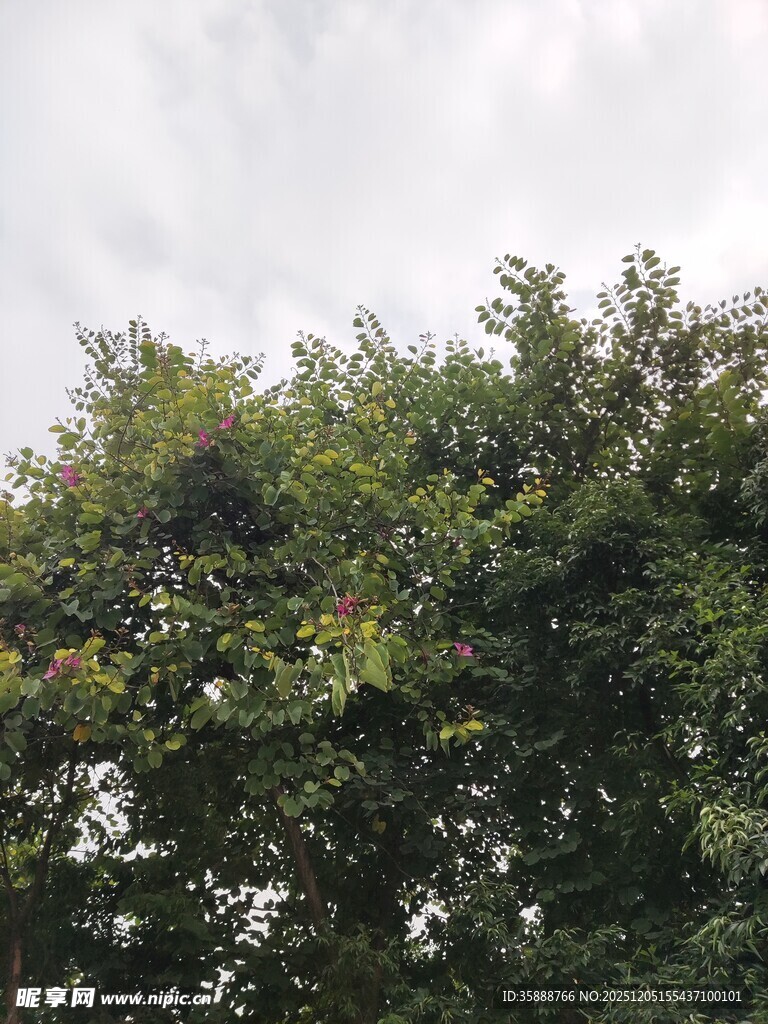 茂密绿树与天空景象