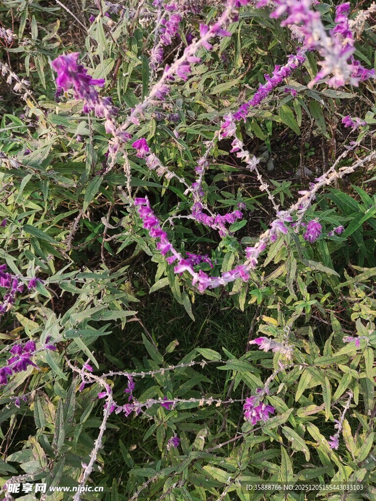 繁茂紫花植物特写