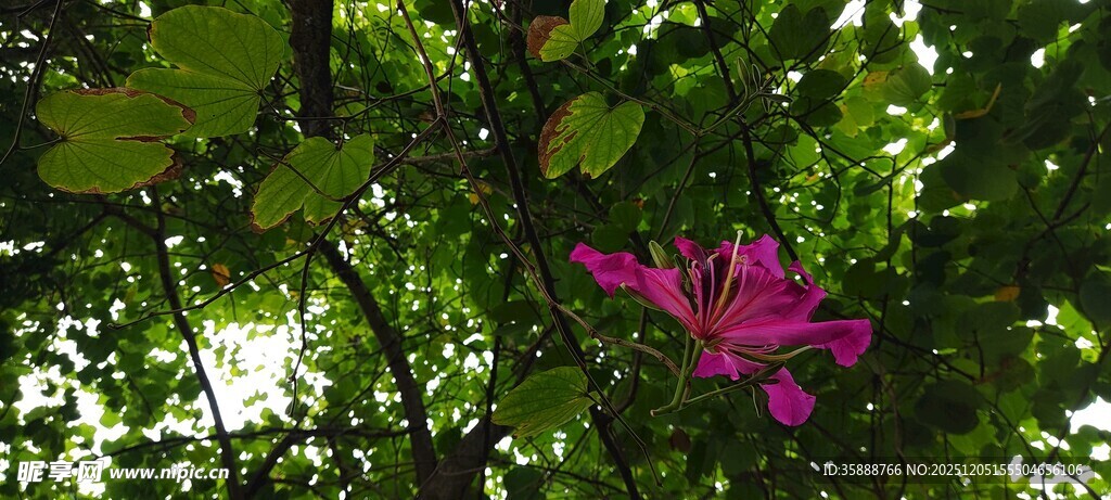 绿叶丛中一抹艳红