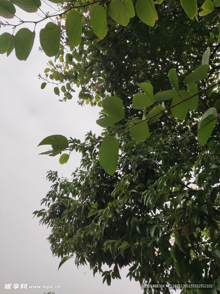 绿叶繁茂的树冠景象