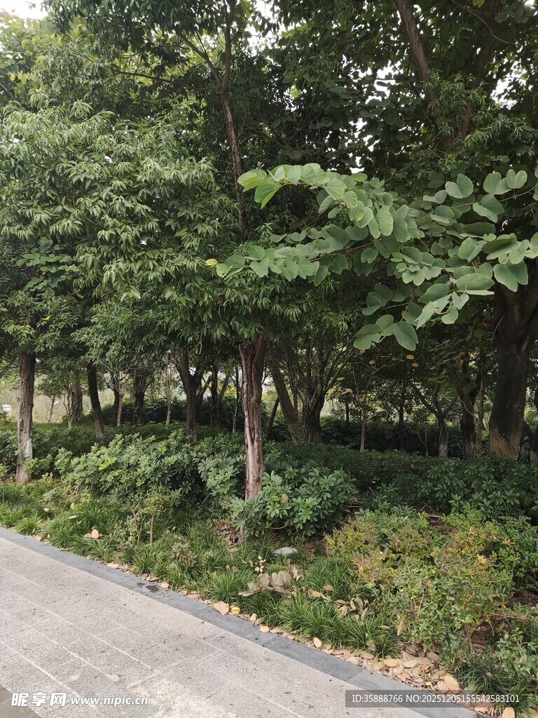 林间小道绿意盎然的景致