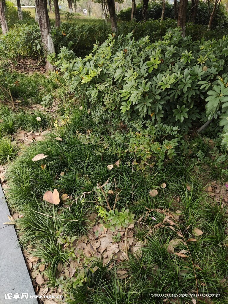 户外绿植景观一角