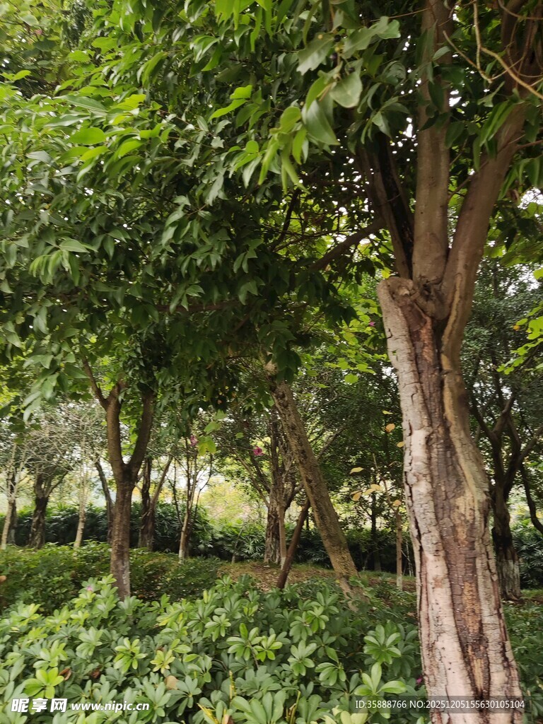 绿意盎然的树林景观