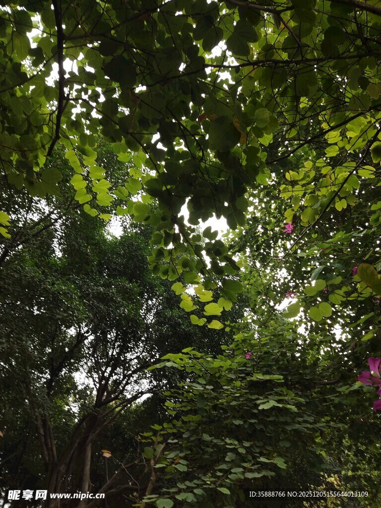 繁茂树林中的绿意景致