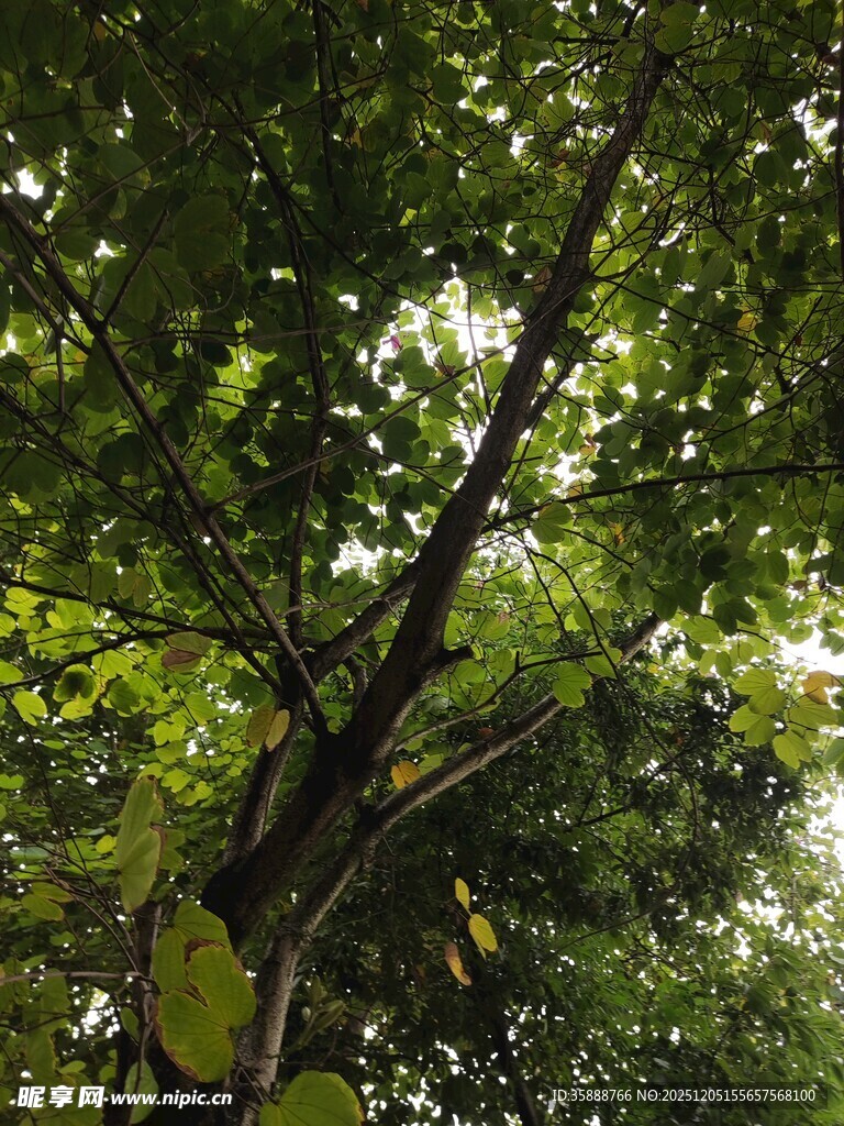 阳光透过枝叶的绿意景象