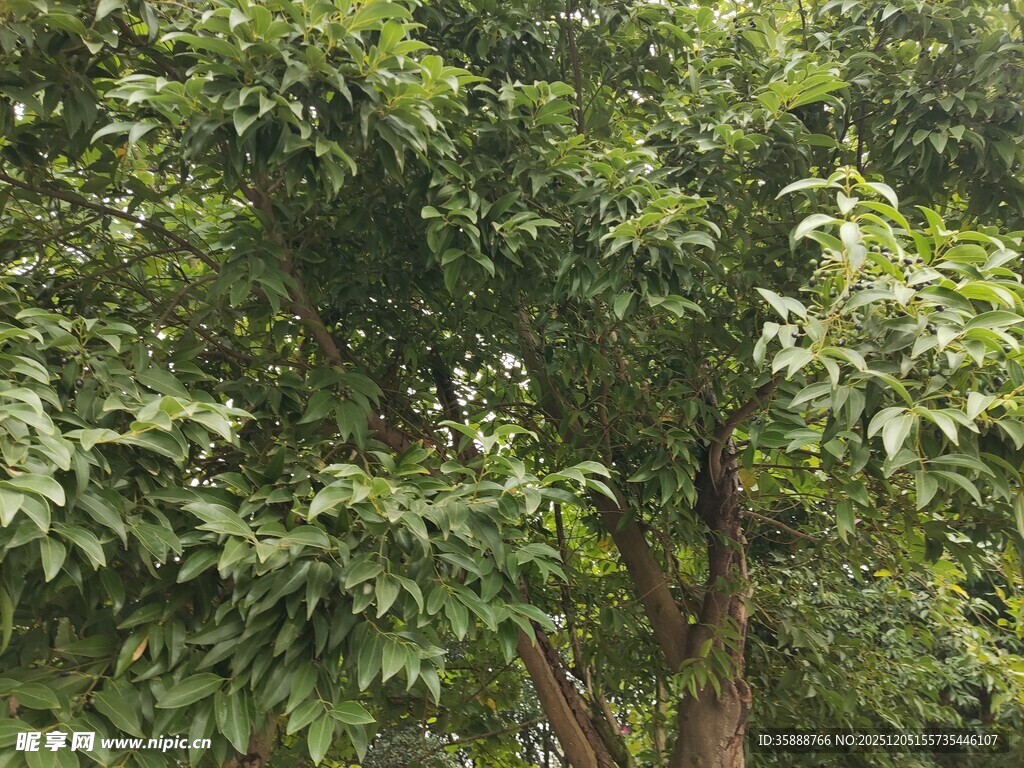 茂密绿树展现自然生机