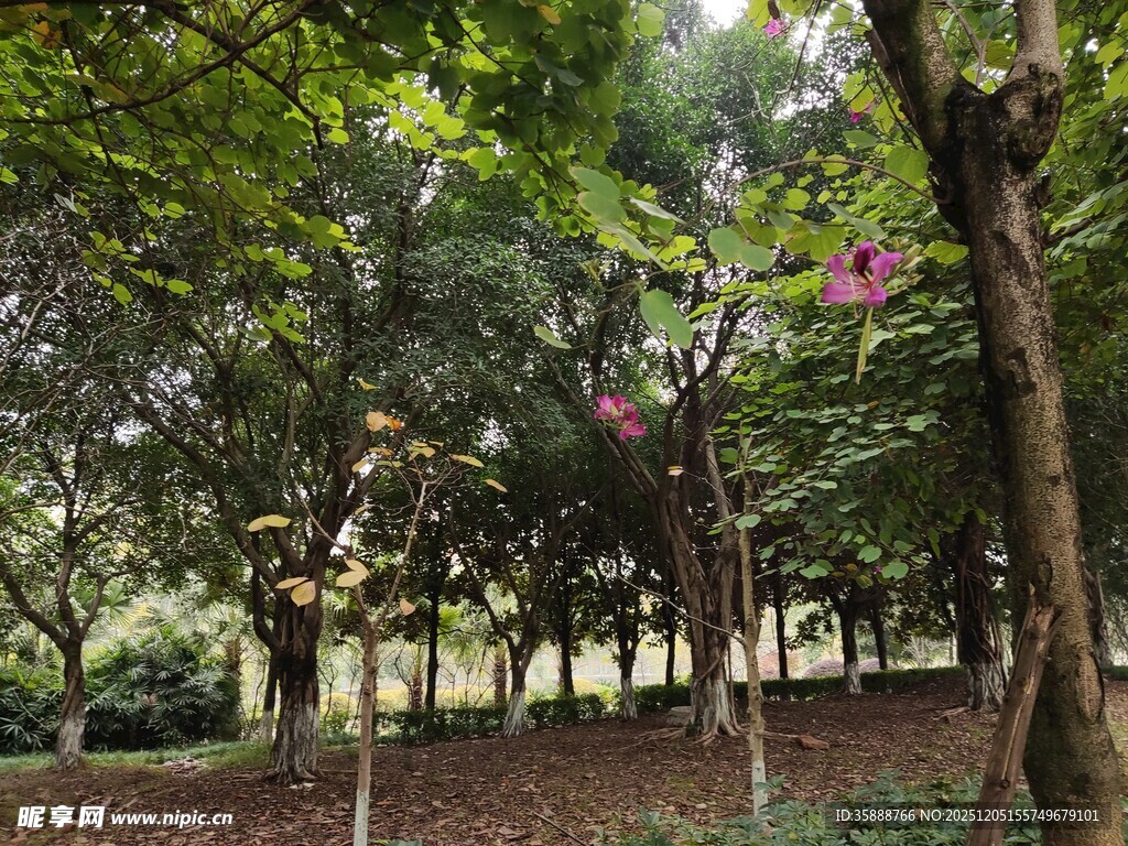 林间绿意盎然的静谧景致