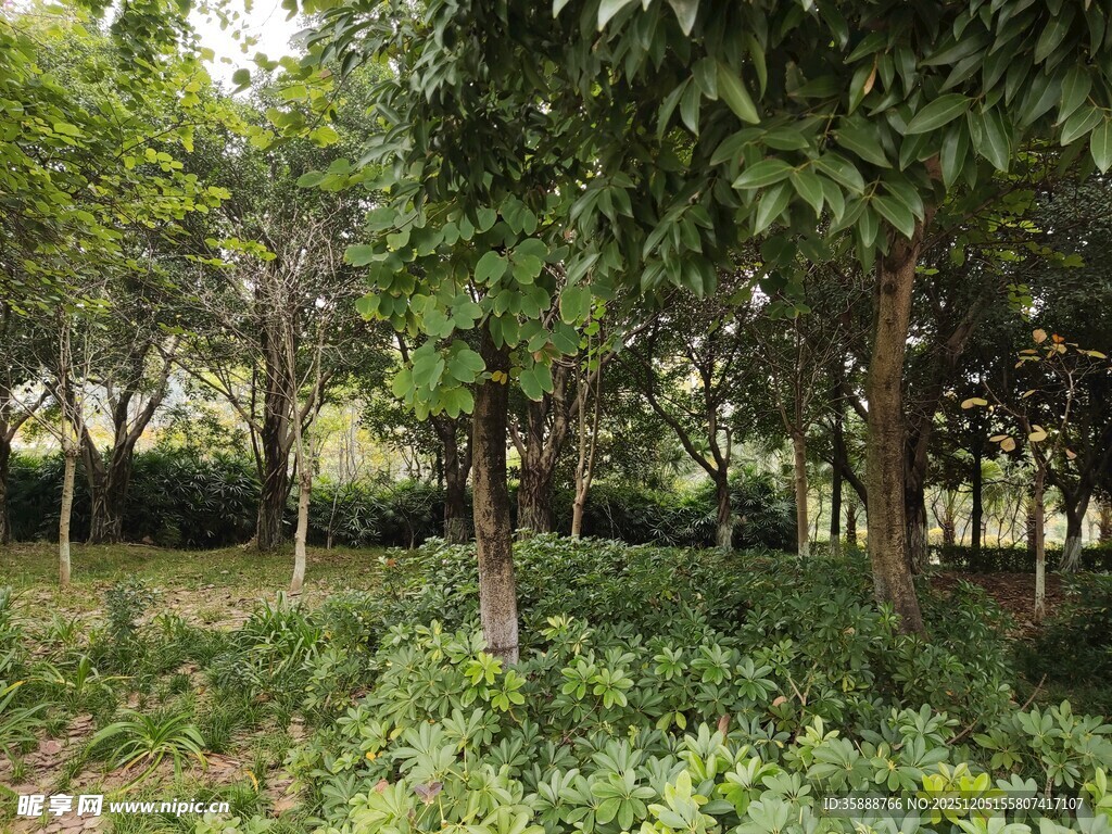 繁茂树林中的绿植景观