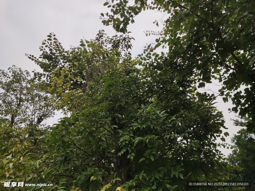 繁茂绿树展现自然生机