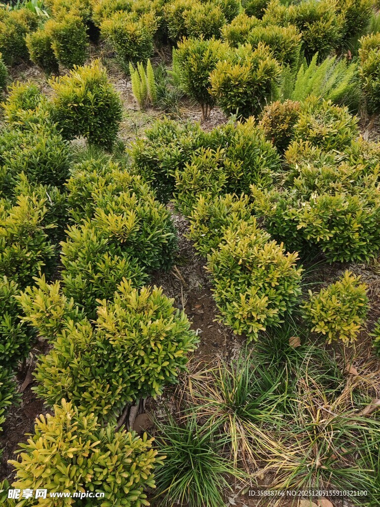 整齐排列的绿植景观