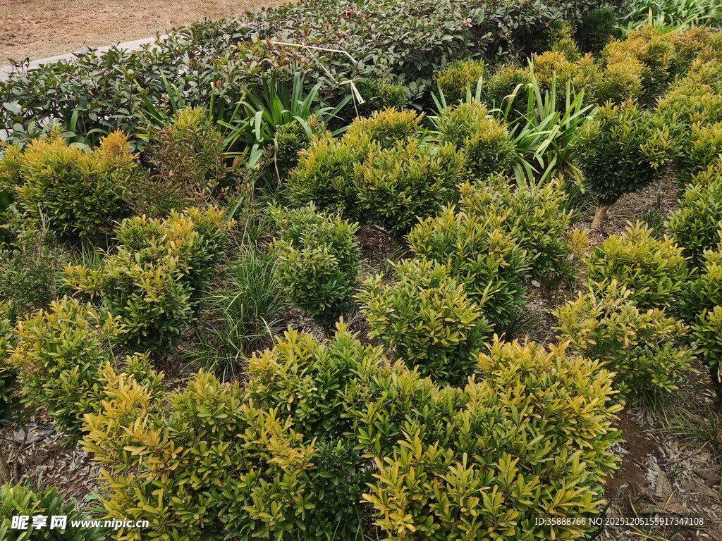 绿意盎然的植物景观