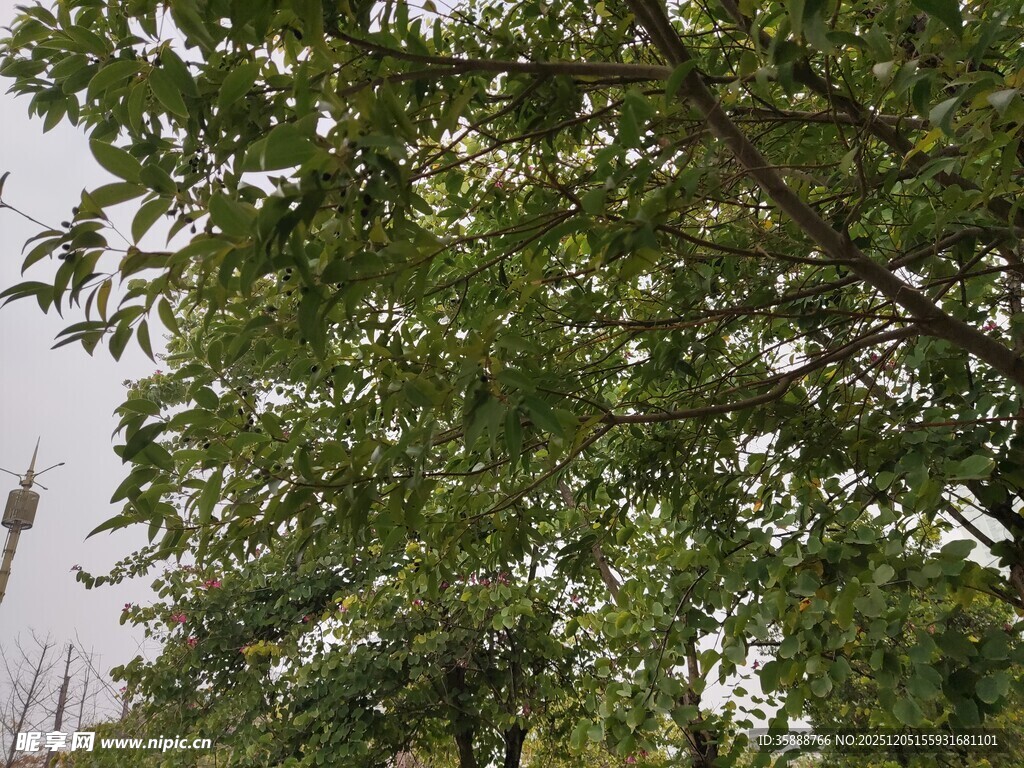 绿叶繁茂的树木景象
