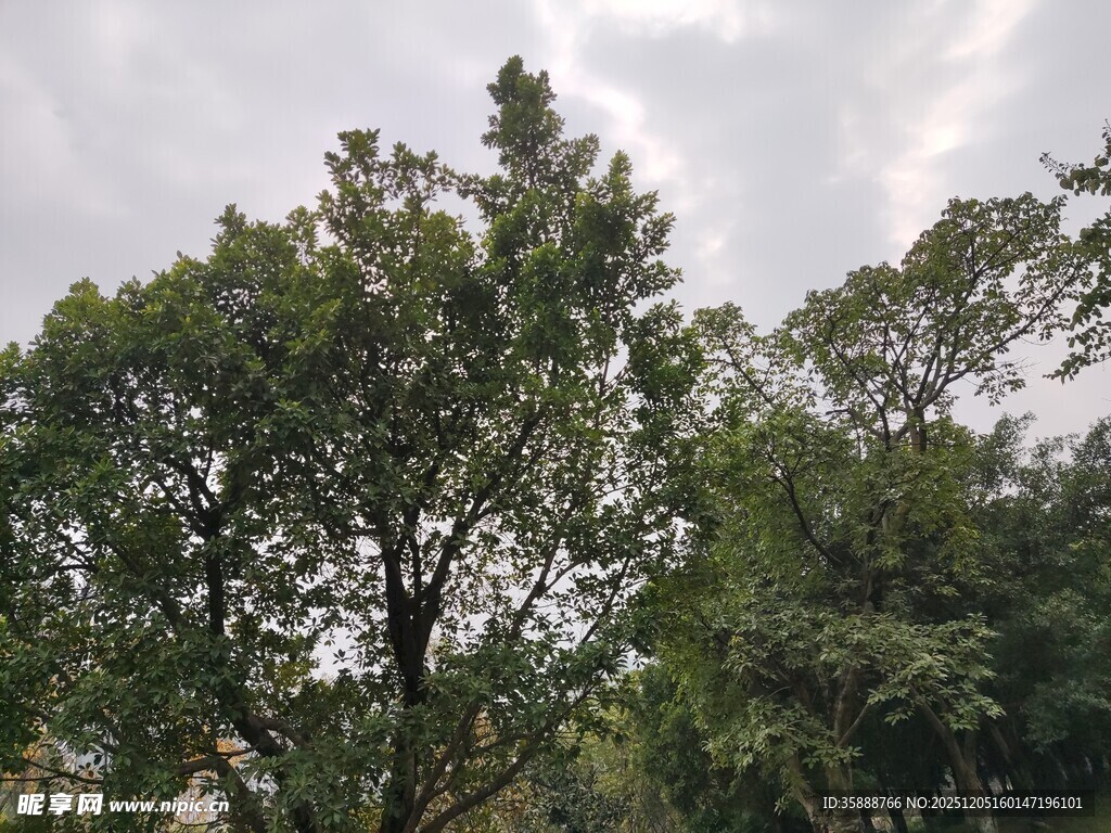 茂密树林绿意盎然