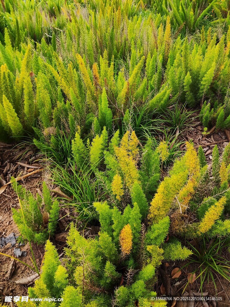 嫩绿松苗生机盎然