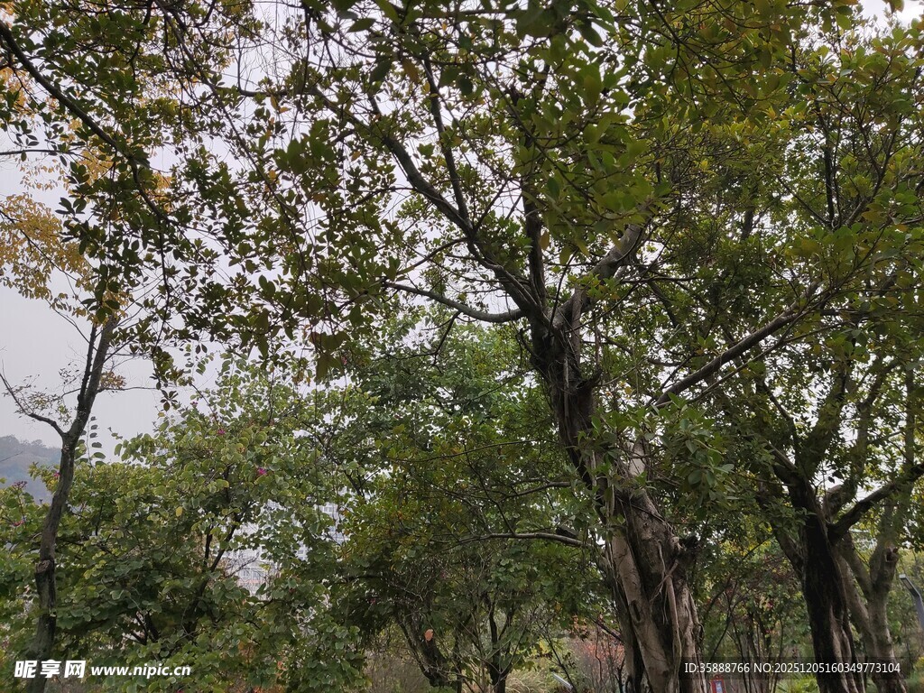 秋日茂密树林景观