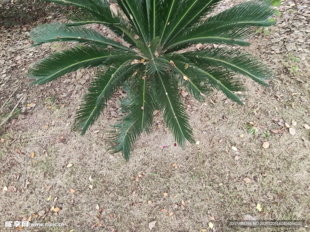 单株铁树生长于地面