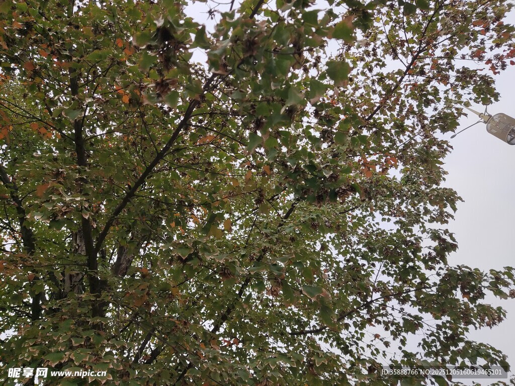 枝叶繁茂的树木