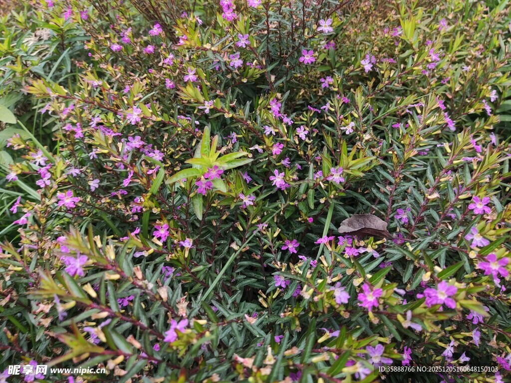 紫色小花绽放于草丛中