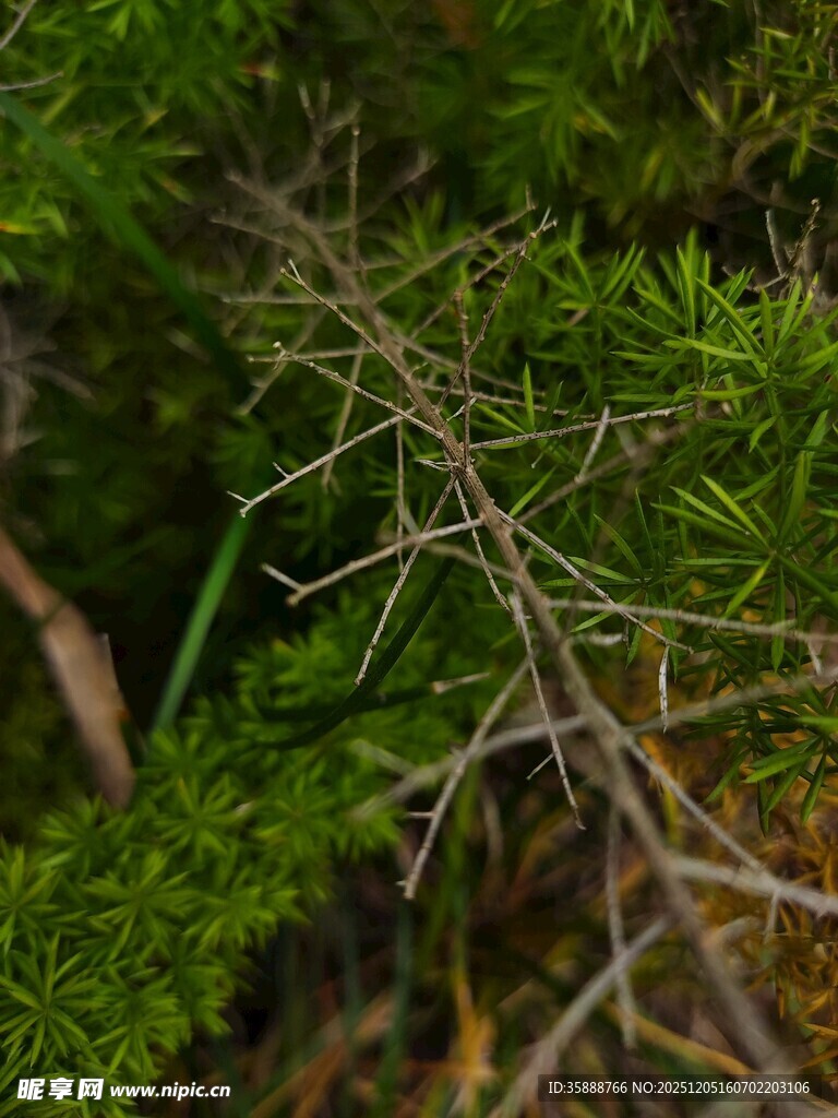 松枝上的干枯细枝